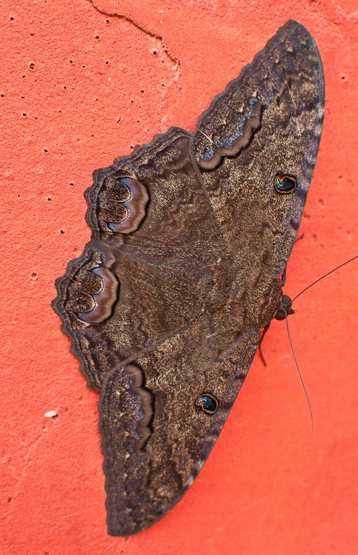 6" moths (really)