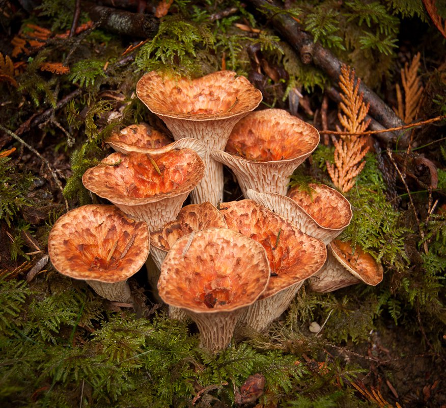 Mushrooms on the hike around Mountain Lake