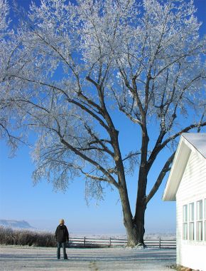Frozen tree, Fort Shaw, Montana