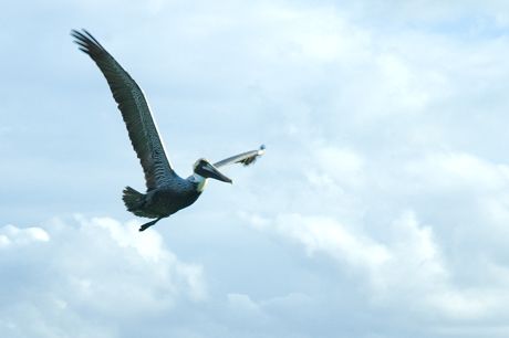 Pelican, Isla Mujeres harbor