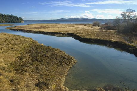 Wetlands and Hood Canal