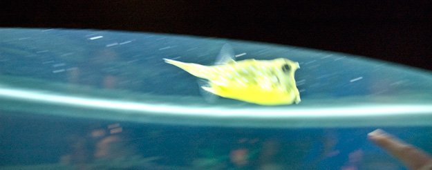 This little guy is circling the tank at full speed.