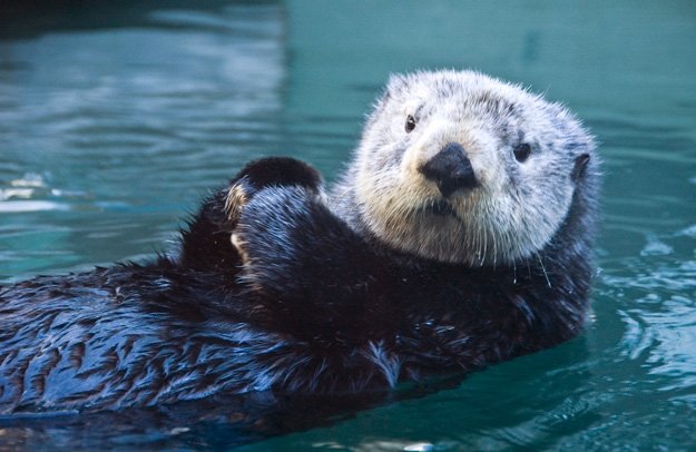 Disgustingly cute sea otters