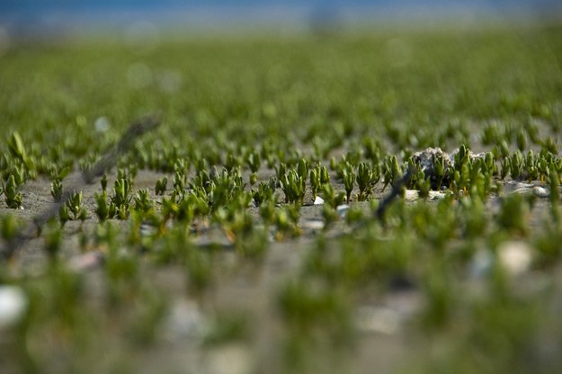The intertidal area on the beach at Dosewallips was covered with these tiny plants