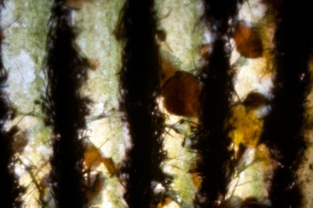 This is looking up at some fallen leaves through a corrugated fiberglass roof. The troughs are full of accumulated dirt. OK - it's an outhouse roof. Never leave your camera behind!
