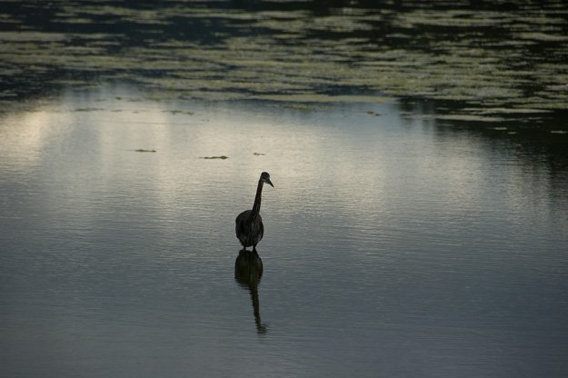Heron in the tidal pond
