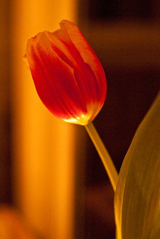 This tulip presented itself on our dinner table. No choice but to shoot it - extra grainy due to the high ISO.