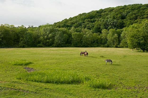 Zebra and horses at Coker Farm