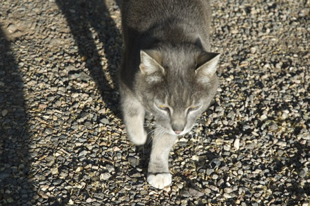 hotel cat